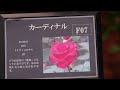旧古河庭園の春バラ7/7七夕が見納め-July 7th is the last day to see spring roses at Kyu Furukawa Garden TOKYO