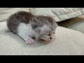 Daddy cat is angry and wants to run away from home.#cat #catvideo #kitten #cutecat #animals #funny