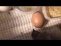 Fibro X (cross) Chick Hatching ~ 1-6-19