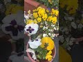Flowers in our Garden