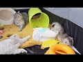 This is how the cutest kittens fall asleep