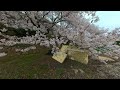 섬진강 벚꽃투어 지리산 치즈랜드 수선화와 화개벚꽂 십리길 벚꽃절정