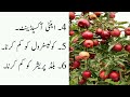 Secret Health Benefits Of Apple | Benefits Of Apple | Daily Khana Pakana Tips & Vlogs