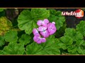 45 Benefits of Geranium Leaves