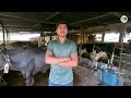 कमी खर्चातील म्हशींच्या गोठ्यात जास्त फायदा | Murrah buffalo dairy farming in maharashtra