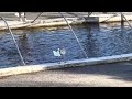 Great Blue Heron eating trout at Fish Nursery