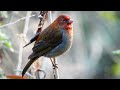 Crimson-browed Finch.At Eaglenest Wildlife Sanctuary 🕵️😍