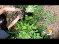 Transplanting Buttonbush Cephalanthus occidentalis 💙 Unraveling Roots for a Successful Garden Move