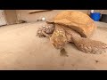 Baby Tortoises Hatching Out of the Ground