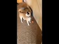 Shibe Meme