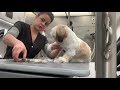 HOW TO GROOM A SHIHTZU PUPPY IN A TEDDYBEAR CUT