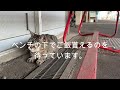 【2024年07月21日 駅猫ミニさむのリラックスタイム】