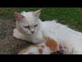 Mother Cat Rejecting To Feed Her Kittens She's Ignoring Them Walked Away