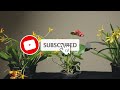 অ্যান্থুরিয়াম কেয়ার গাইড//Anthurium Care Guide Tips for Thriving Tropical Plants Bangla