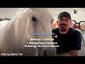 Horse Lets Herself Into The House Whenever She Wants | The Dodo Soulmates