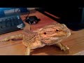 Bearded Dragon Eating a Cricket