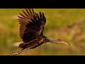 EL CARAU : AVES POPULARES DEL LITORAL