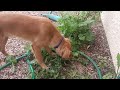 Luke Does Some Gardening/Weed Pulling, 2.25.2023