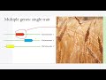 PLANT BREEDING AND SELECTION USING MOLECULAR MARKERS