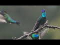 Very Beautiful Relaxing Music with Birds Singing in the Forest | Relaxing Music for Sleep