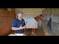 Elite Thoroughbreds Stable Update