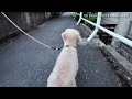 犬散歩 Dogwalk Toypoodle  by DJI Osmo Pocket 3