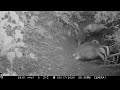 Badger with (nearly 4 month old) Cubs. 17th May 2024. Meles meles.