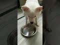 # 🐕 potii#shortvideo #subscribe #eating #