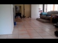 My cat Carly playing fetch 2