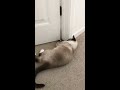Cats Playing Through Door