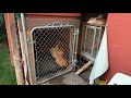 Backyard Chicken UPDATE! Introducing Silkie Roo to Rhode Island Red Hens