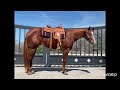 Rumored 2020 Sorrel Gelding