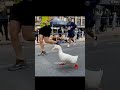 FUNNY ANIMALS COMPILATION🤣🤣