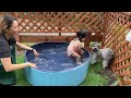 【ヤバい…】２歳児のために用意したプールに飛び込んじゃった子犬の末路がこちらです。｜グレートピレニーズ&オールドイングリッシュシープドッグ&トイプードル