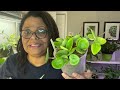 My Tips on How to Spot Signs of Underwatering on Houseplants