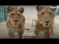 Baby Lions Are Rescued From A Living Room | The Dodo Go Wild