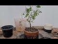 What's Going on With my Brazilian Rain Tree? #new #trending #treemasons #bonsai #spring #garden