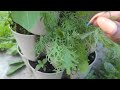 Greenstalk Garden Tour! Grow More Food In Less Space!