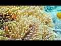 The Dark Side of the Ocean | 4K | - Journey To Explore The Mysterious Ocean - Peaceful Music