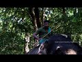 Elephant and Mahout ❤️ ലക്ഷണമൊത്ത പിടിയാന 😍 കോട്ടൂർ മിന്ന 🔥 Kerala elephants | Kottoor Elephants