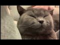 貓叫聲 呼嚕聲 Music For Cats 貓咪放鬆音樂 Katey Moss Catwalk - David Teie