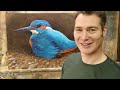 Amazing Footage of Kingfishers Inside Their Nest | Discover Wildlife | Robert E Fuller