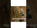 Dog versus potato chip