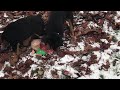 Rottweiler pups first play in snow