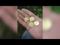 metal Detecting equinox finds gold coins in the woods amazing finds dug live