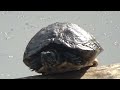 Turtle Yellow-bellied slider