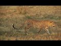 Cheetahs vs Leopards: How to Distinguish Them???