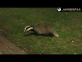 Badger noisily eating seedless grapes from a lawn in Staffordshire – 20th July 2011