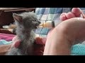 Bottle feeding a little girl kitten. Actually syringe feeding is easier.