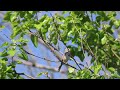 I have no idea what species this is ! Female bird chirping at JohnHeinz